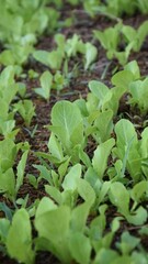 A lot of Chinese cabbage on a pot that is fresh and moist after being watered.