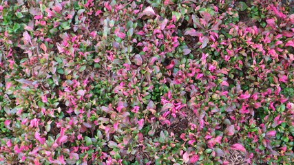 Obraz premium Green leaf with little pink flower texture background