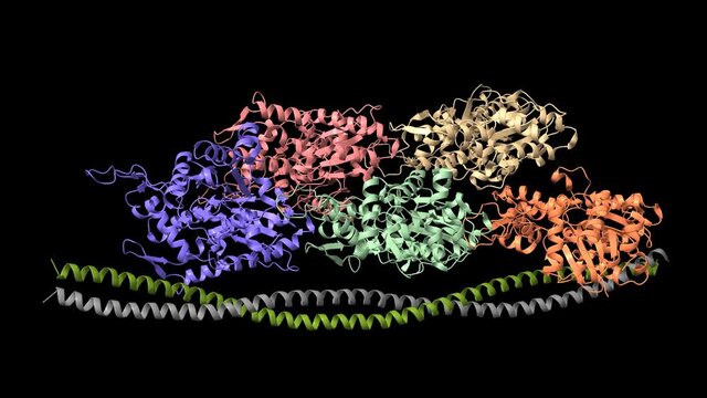 Ca2+-induced movement of tropomyosin on native cardiac thin filaments, open-closed state, animated 3D cartoon-Gaussian surface model, black background