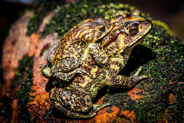 frog in the grass