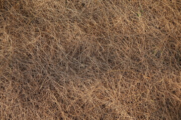 hay bale in the field
