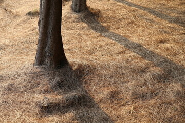 hay bale in the field