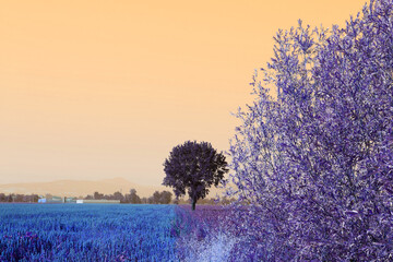 lavender field at sunset