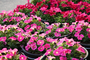 pink flowers in a garden