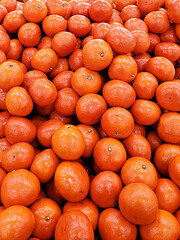 홍미향귤 미하야귤