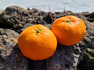 Red cent, red orange, Jeju red tangerine, 레드향, 제주레드향
