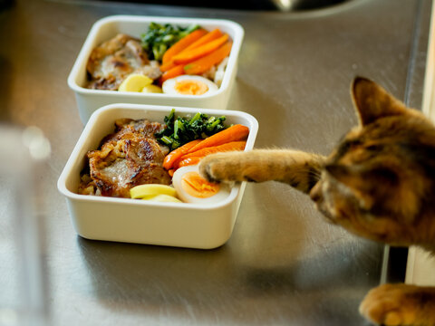 お弁当と猫