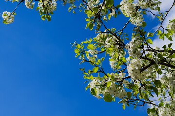 White flowers and green leaves on a blue sky