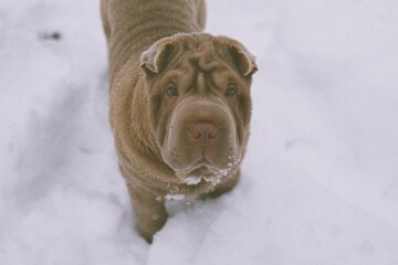 a shar pei in snow