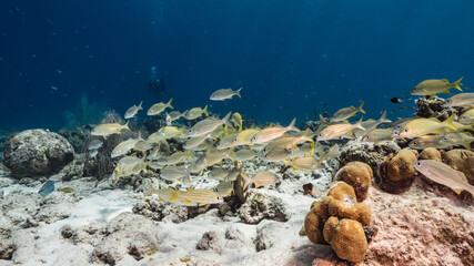 School of Grunts in shallow water of coral reef  in Caribbean Sea, Curacao with coral