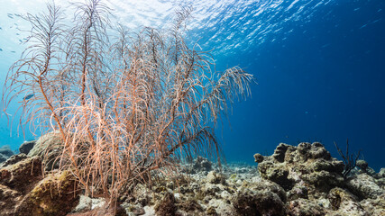 Seascape in shallow water of coral reef in Caribbean Sea, Curacao with fish, soft coral and sponge