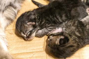 Fototapeta na wymiar Two 3 days old kittens sleeping in a cardboard box