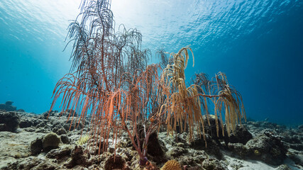 Seascape in shallow water of coral reef in Caribbean Sea, Curacao with fish, soft coral and sponge