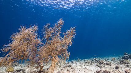 Seascape in shallow water of coral reef in Caribbean Sea, Curacao with fish, soft coral and sponge