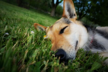Satisfied dog lying in the grass
