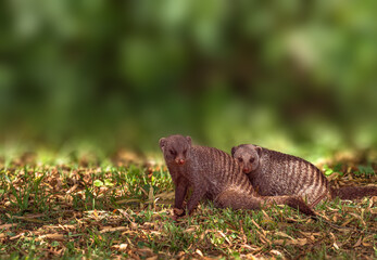 banded mongoose relaxing under the tree in grass and leaves with soft background