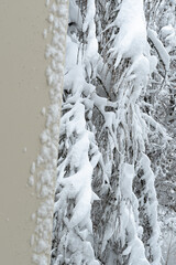 Tree branches covered with abundant snow next to the wall