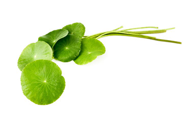 Asiatic Leaf Herb gotu kola, indian pennywort, centella asiatica, tropical herb isolated on white background. ayurveda herbal medicine inhibited or slowed growth of cancer cells Help prevent cancer