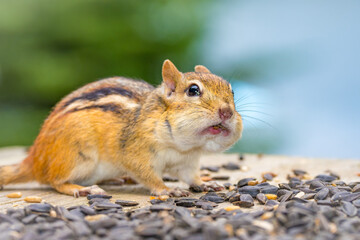 Canadian chipmunk feeding on nuts