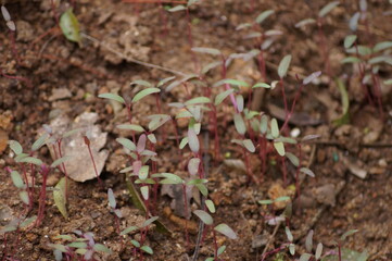 Group of Red spinach plants in the garden