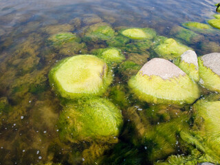 Stones overgrown with green algae in sea water.