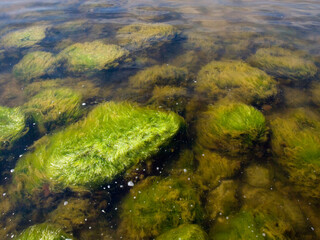 Stones overgrown with green algae in sea water.