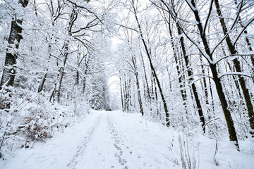 Kalter Waldweg 