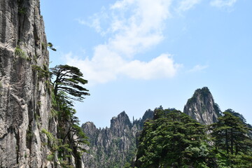 Pine trees in Huangshan mountains, China