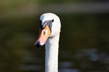 Obraz premium close-up of the head of a mute swan