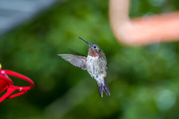 Fototapeta na wymiar Male ruby throated hummingbird and his feeder - Archilochus colubris