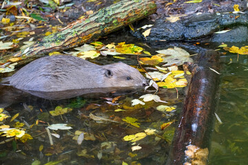 Eurasian beaver swimming in the pond in autumn, colorful autumn leaves on the water surface