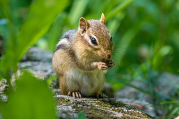 Canadian chipmunk feeding on nuts