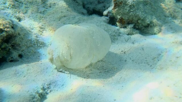Mucus cocoon or slime sleeping bag of Parrotfish near a coral reef