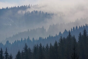 Misty, cloudy and majestic forest landscape with black and blue silhouettes of coniferous trees on...