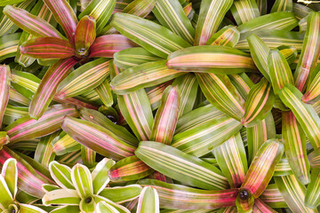 Close-up of multicolored bromeliad, colorful bromeliad leaves, green and red of tropical plants in a green house for garden decoration.