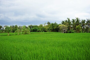 Beautiful landscape of Rice Terraces Field in Bali, Indonesia
