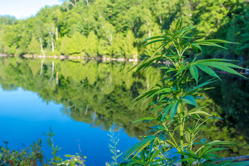 Growing marijuana lake side at the cottage legally