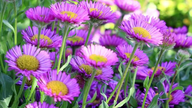 flower rigeron glaucus in bloom
