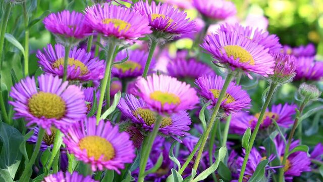 flower rigeron glaucus in bloom
