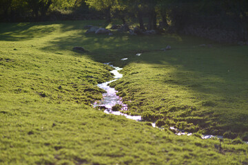 Small stream of water with sunshine in a meadow