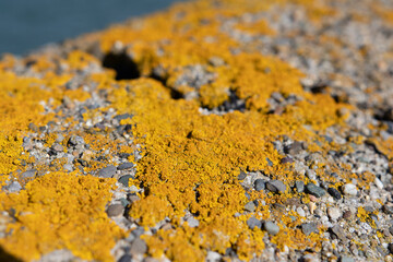 Bright yellowmoss, lichen of the type Chrysothrix chlorina on a stone wall. This is a powdery type, so called leprose lichen