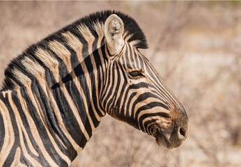 Naklejka premium Close up of the head of a Plains zebra, Equus burchellii, Namibia