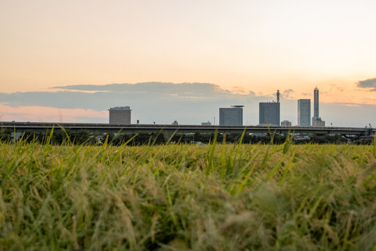 高層ビルと田園のコントラスト