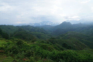 Fototapeta premium a view of a mountain filled with fresh greenery and tea plantations