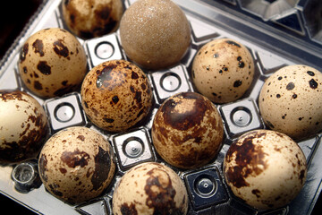 Quail eggs in plastic case in flat lay angle