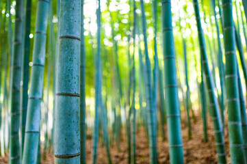 Fototapeta premium (Selective focus) Stunning view of a defocused bamboo forest during a sunny day. Arashiyama Bamboo Grove, Kyoto, Japan. Natural, green background with copy space.