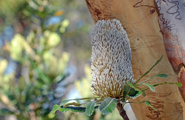 Australian native Old Man Banksia flower head, Banksia serrata, with Scribbly Gum, Eucalyptus haemastoma, in background, in Sydney woodland, NSW, Australia