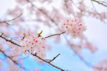 満開の桜