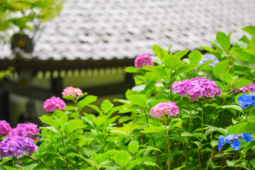 長谷寺のアジサイ