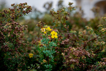 Tiny yellow flowers on green bush